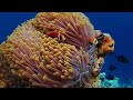 Cutest Clownfish Underwater : Watch Relaxing Fish Swim in Anemones Under the Sea | Ambient Music