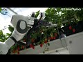 AI Robot Technology | Revolution in Cultivation and Harvesting Vegetables and Fruits