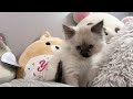 Vlog: picking up my ragdoll kitten 🌷🌱 (Petsmart shopping, A day in my life)