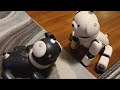 More Cute Interactions Between Astro and Miracle #aibo