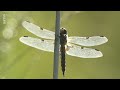 Die zwei Leben der Libelle | Doku HD | ARTE