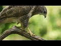 Soothing Music Peace of Mind, Relieve Stress And Instantly Stop Anxiety  | Birds Singing in Forest