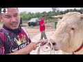 Penuh kejutan dan kemenangan luar jangkaan di Himpunan Lembu Sado Pantai Timur 2024