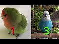 Budgie VS Lovebird Which One Is Best For You?