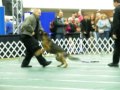 Police Dog in action