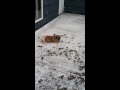 Dog playing in the snow on the deck #dog #dogsplaying #pekingese #funnydog