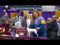 Toy Fox Terriers | Breed Judging 2023
