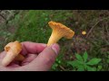 Golden Chanterelle Mushroom Foraging - End of July 2023 - Cantharellus cibarius - Mushrooms - Fungi