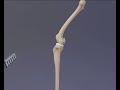 Cranial Cruciate Ligament Rupture - 3D Animation for Veterinary Undergraduates