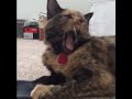 Scaredy Cat - Vine by: Ry Doon