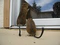 The Degu Story - A Tale of Two Degus