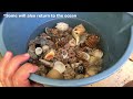 How to Clean Seashells & Use Bleach | A Few Tools, Tips, and Tricks