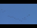 Sandhill Cranes in Athens, AL