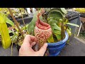 Extreme Nepenthes Pitchers