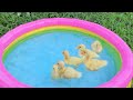 Baby Duck Ducklings|Cute Baby Animal Videos|Ducklings Swim In The Bath