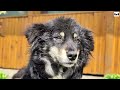 5 Sounds Dogs React to - Try not to laugh!