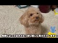 犬用のバリカンを買ったので初めてのセルフトリミングした結果…某夢の国の生物のようになりましたw【トイプードル】