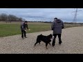 HOW TO STOP LEASH PULLING INSTANTLY!