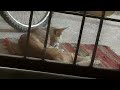 Orange Tabby Cat chilling and grooming on front door