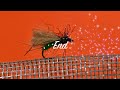 Hopper Midge  fly tying whith Ezio Celeschi