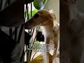 the worms are watching compilation #silkenwindhound #dog #dogsofyoutube #petsofyoutube