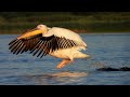 Pelikán bílý, Great white pelican, Rosapelikan, Roze pelikaan, Pelícano común, Pelicano-branco