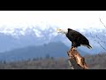 Alaska Bald Eagle Photography Tours.  Shot with the Nikon D850 in Slow Motion.