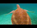 Océano 4K - Animales Marinos Para Relajarse - Hermosos Peces de Arrecife de Coral en el Acuario #3