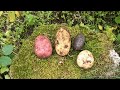 Potato haul ( Motzart Siikli Violet Queen and Timo)