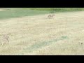 Blue heeler dog vs two coyotes