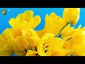 Tranquility in Music: Relax with Positive and Tranquility | Time to Relaxing Music | Spring is Here