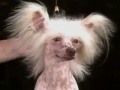 Chinese Crested Breed Standard [Part 2 of 5]