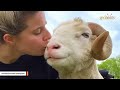 Lonely ram had no friends for 10 years. This woman gave him a family.