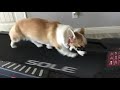10 minutes of Corgi on a treadmill. (ASMR)