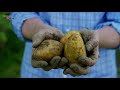 HOW TO GET RID OF THE COLORADO BEETLE ON A POTATO IN 3 MINUTES!
