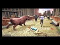 ANGRY BULL ATTACK RUNNING FULL GAME!