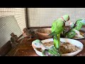 Parrot  Natural Sound Compilation2024 - Alexandrine Raw Parrots Glass Fight 2024