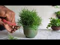 How to Grow Grass Like a Hanging Ball Without Maintenance | Hanging Plants Ideas//GREEN PLANTS