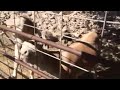 Vinny feeding goats