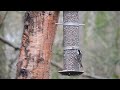 Woodland Pond Bird Feeder Warwickshire 10 2 2019