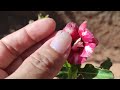 Venham Comigo passear nesse jardim de Rosa do deserto 😍 #flores #rosasdodeserto #flordodeserto