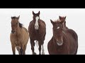 3 HOURS DEEP RELAX |  WILD HORSES Running in the Snow | Animals Relaxing Nature Film + calming music