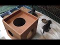 Cute Squirmy Meowing Kittens Are Hungry