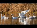 Trumpeter Swan Calls