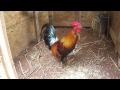 Nha Red Jungle Fowl (Hybrid)