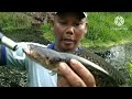 SAMBARAN IKAN GABUS//AIR NYA SAMPAI KERUH