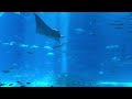 🦈 Ocean Aquarium (Preview) | Underwater Ambience with Peaceful Music for Study, Sleep, and Relaxing