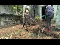 Clean Abandoned House Full transformation cut Overgrown grass clean up garden Relax Brain