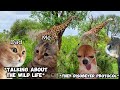 CAT MEMES: FAMILY VACATION COMPILATION TO INDIA + EXTRA SCENES