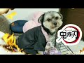 鬼滅の刃のOP【紅蓮華】を禰豆子犬でやってみた！